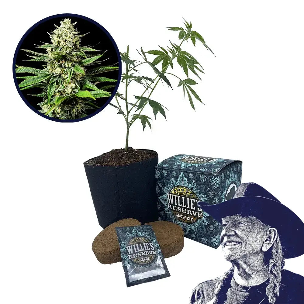 Ghost OG Strain High Yield Grow Kit