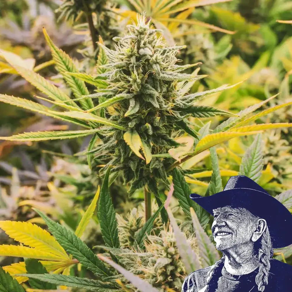 Ghost Train Haze Auto