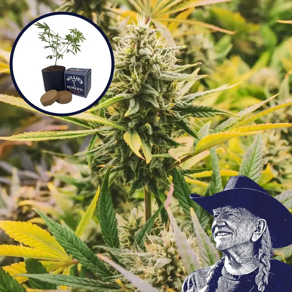 Ghost Train Haze Grow Kit