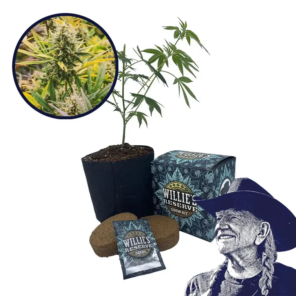 Ghost Train Haze Strain High Yield Grow Kit