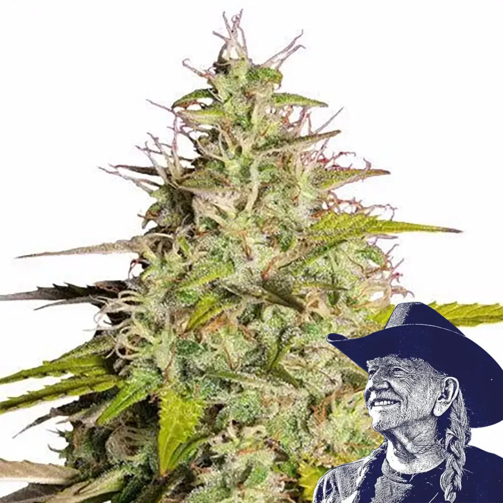 Girl Scout Cookies