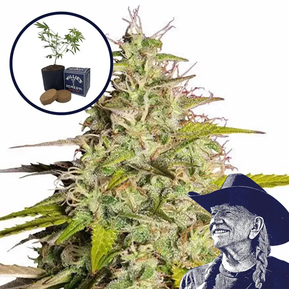 Girl Scout Cookies Grow Kit