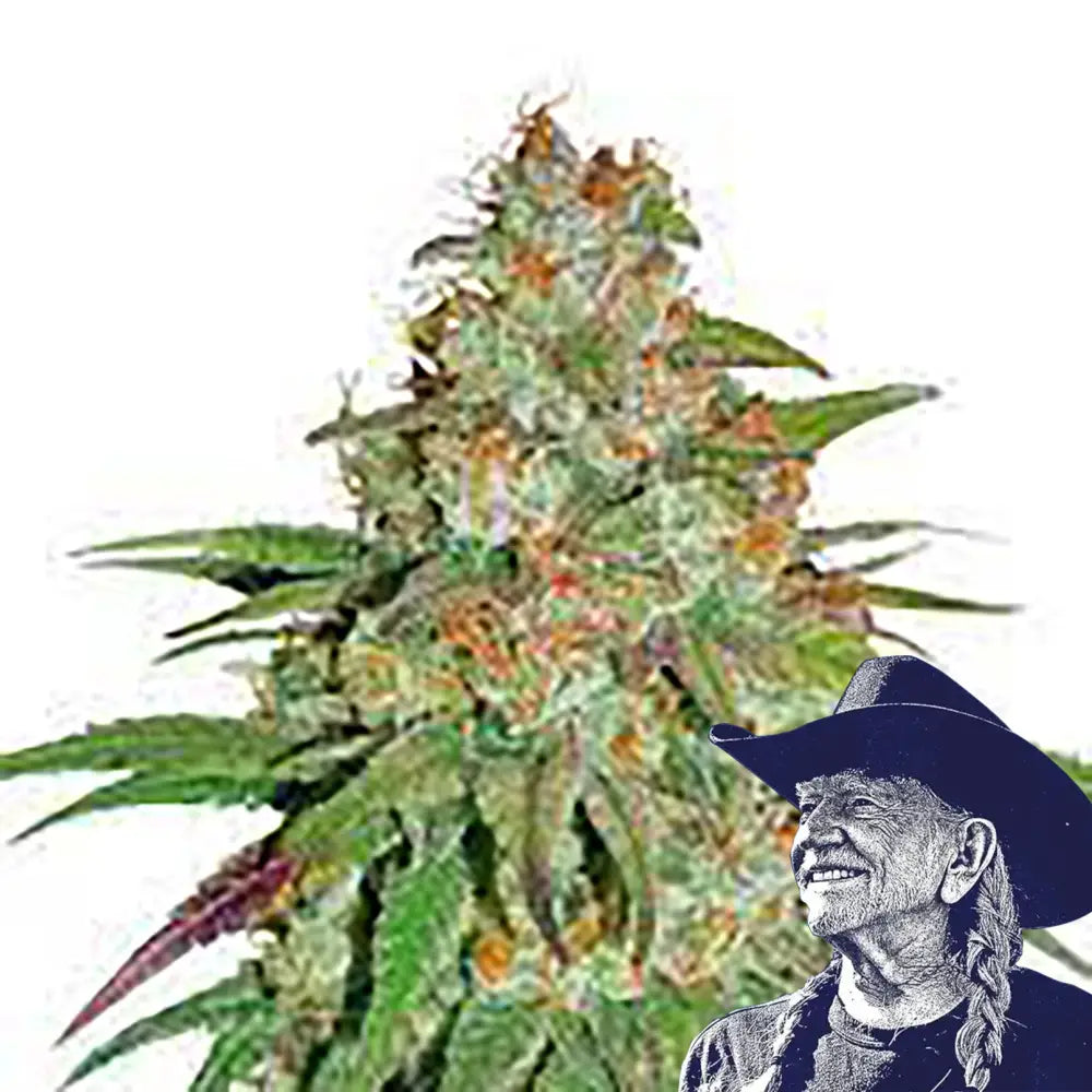 Glueberry OG
