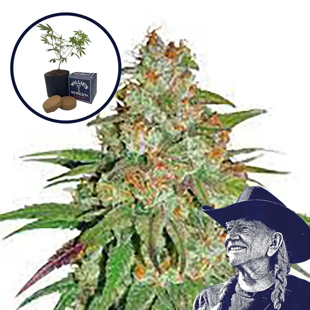 Glueberry OG Grow Kit