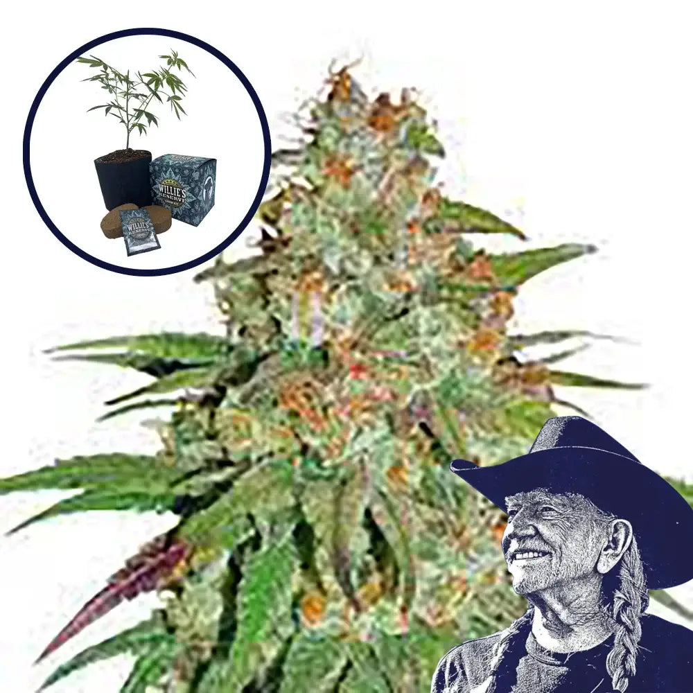 Glueberry OG High Yield Grow Kit