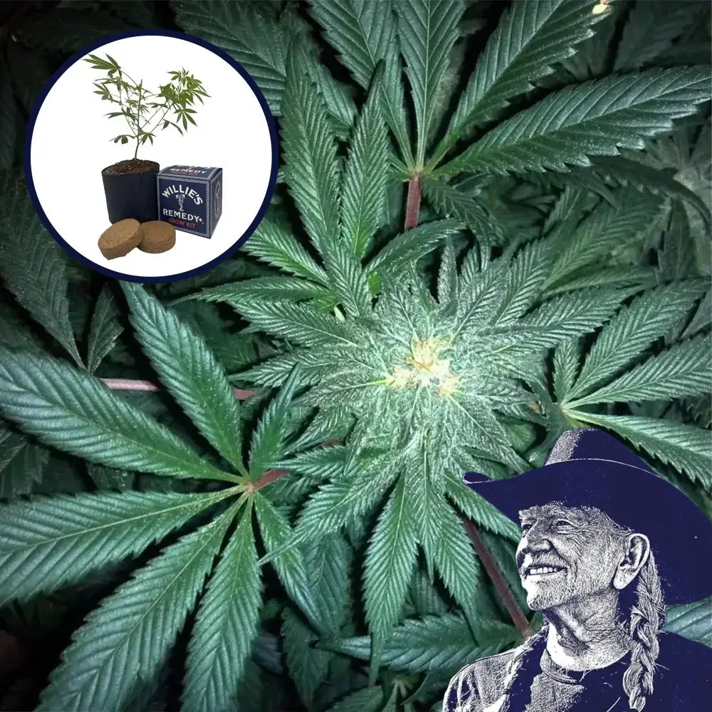 GMO Cookies Grow Kit