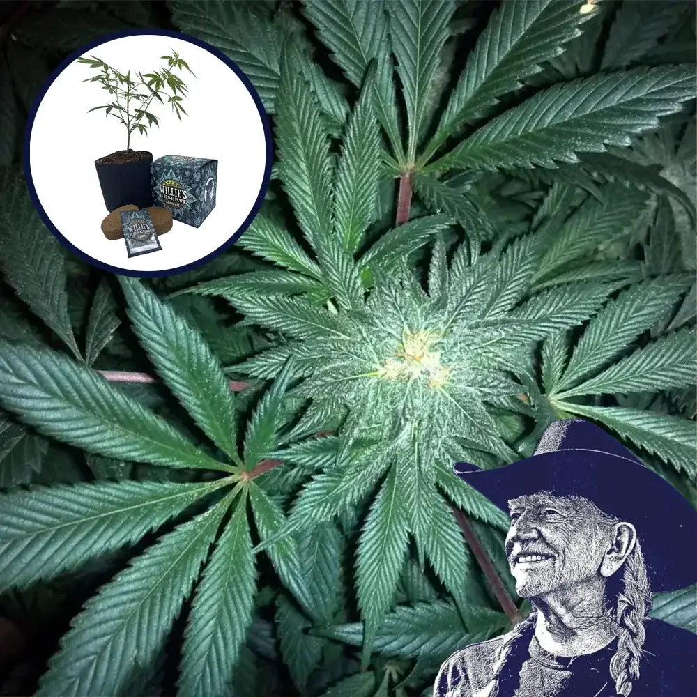 GMO Cookies High Yield Grow Kit
