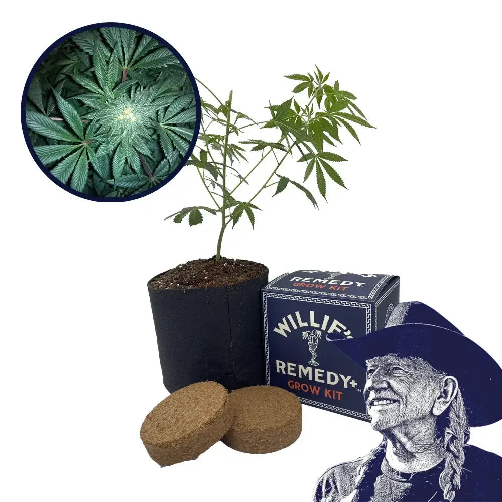 GMO Cookies Strain Grow Kit