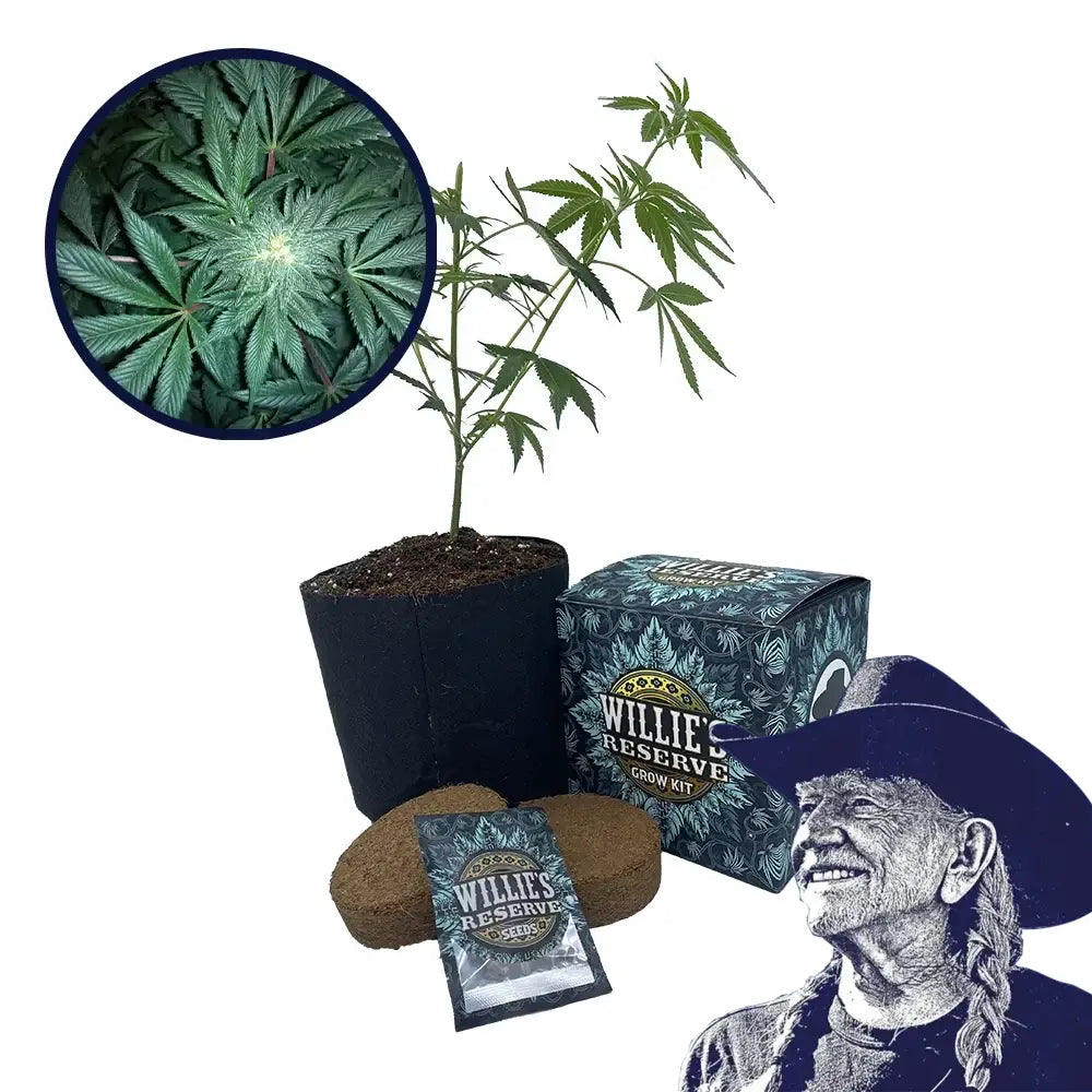 GMO Cookies Strain High Yield Grow Kit
