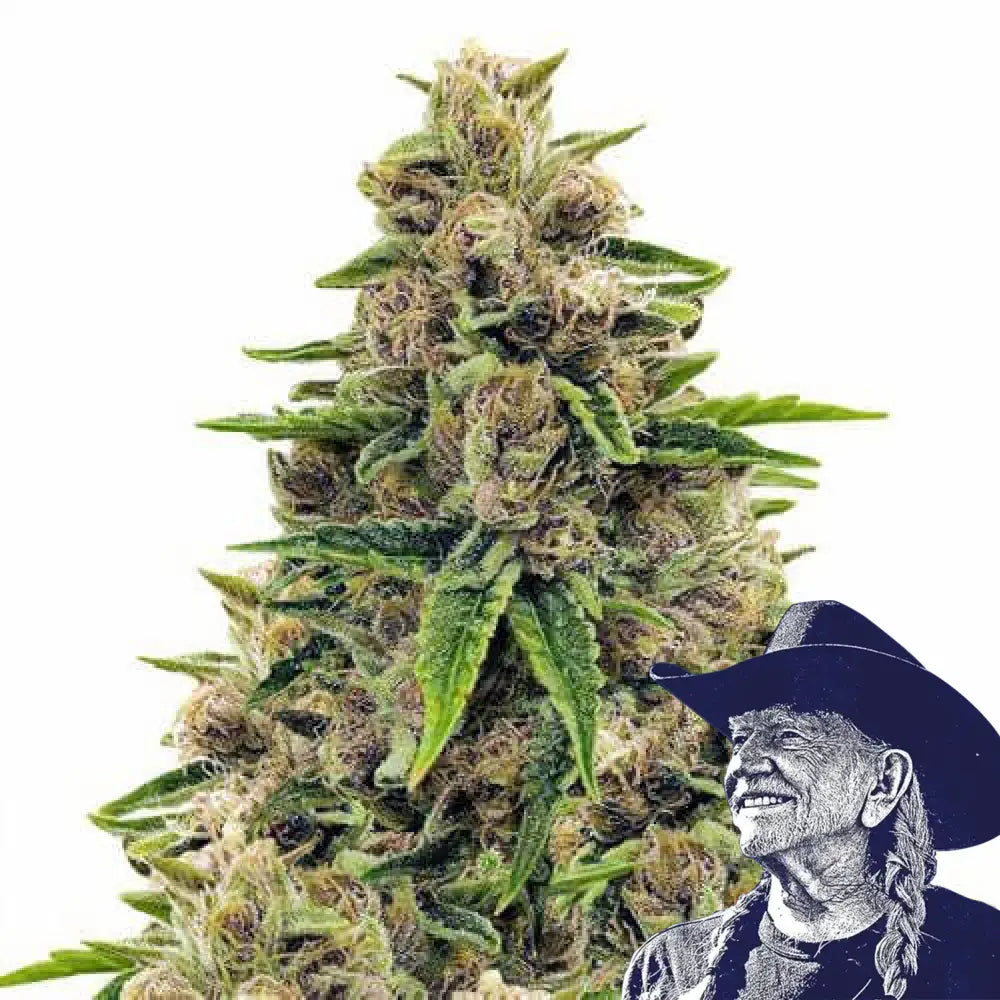 Godfather OG
