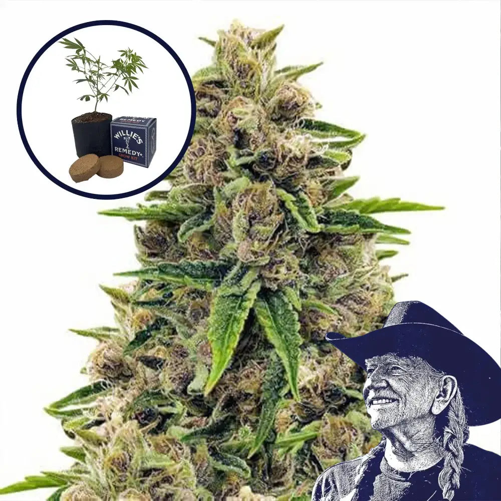 Godfather OG Grow Kit