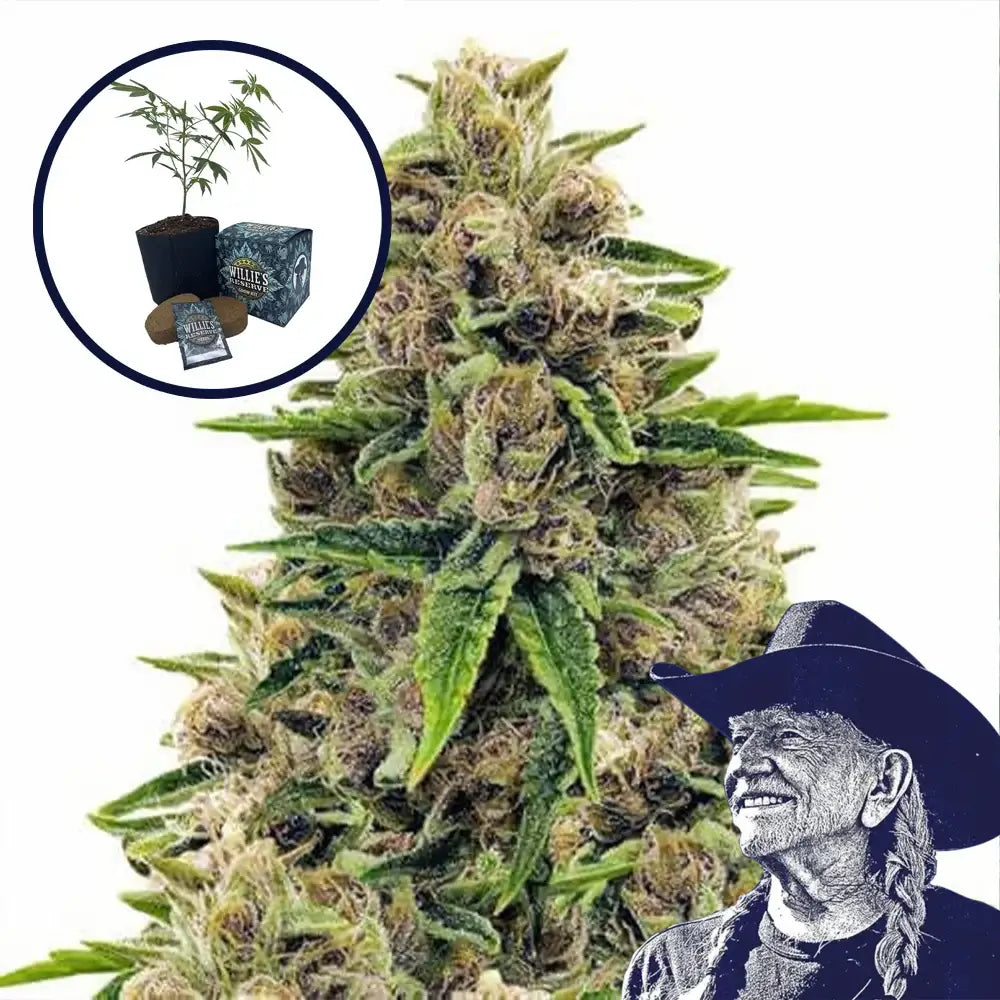 Godfather OG High Yield Grow Kit