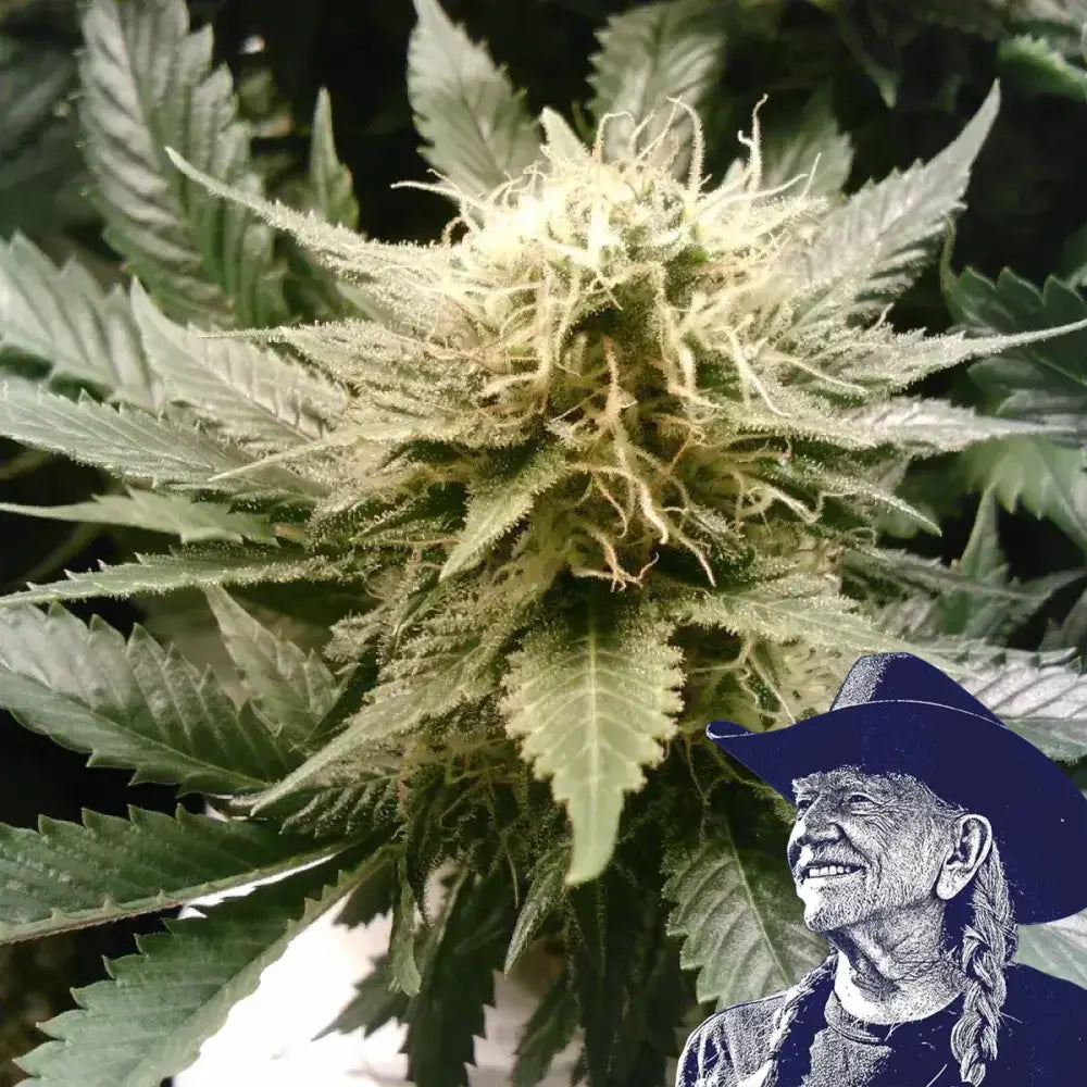God’s Gift Auto
