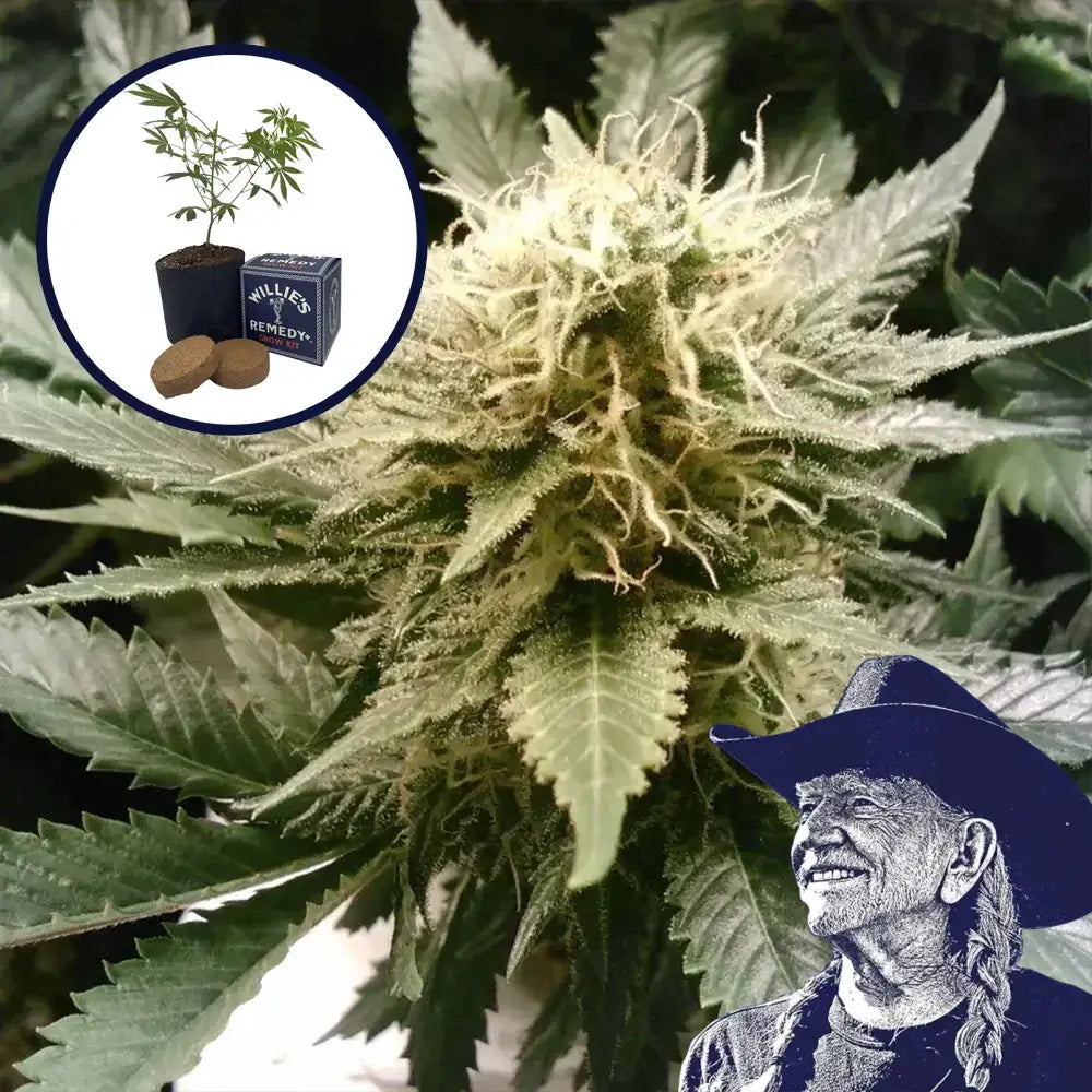 God’s Gift Grow Kit