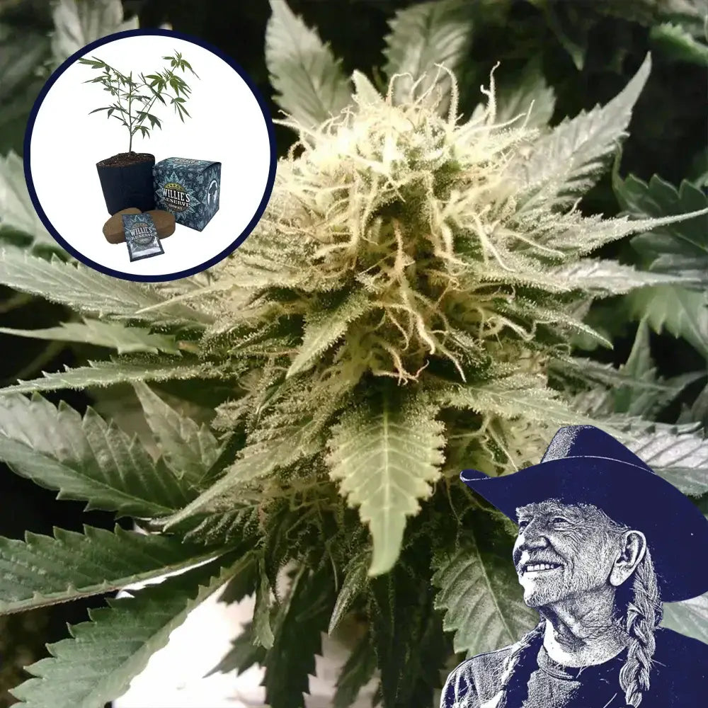 God’s Gift High Yield Grow Kit