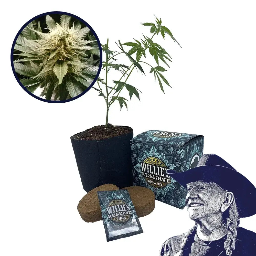 God’s Gift Strain High Yield Grow Kit