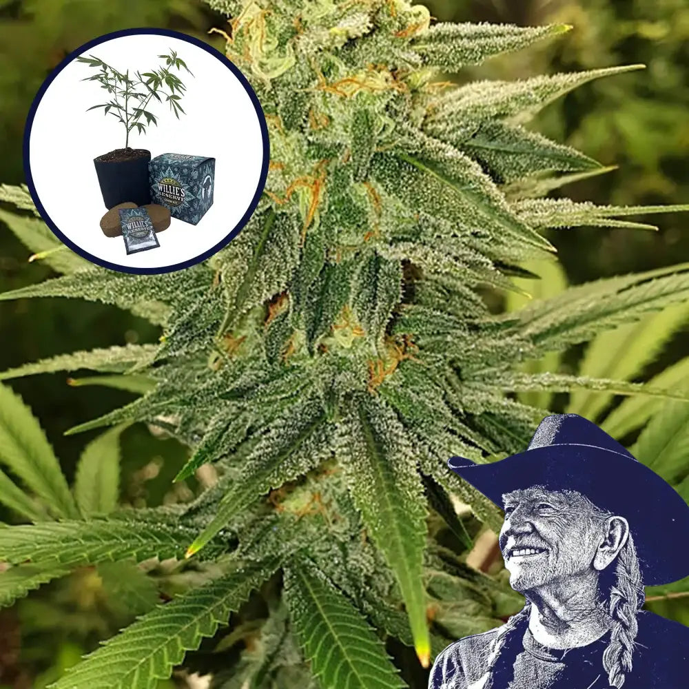 Gold Leaf High Yield Grow Kit