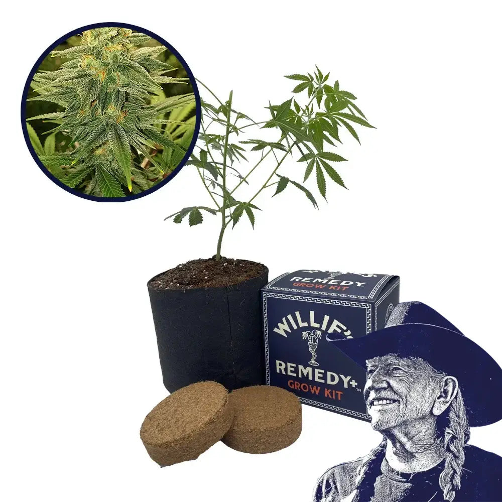 Gold Leaf Strain Grow Kit