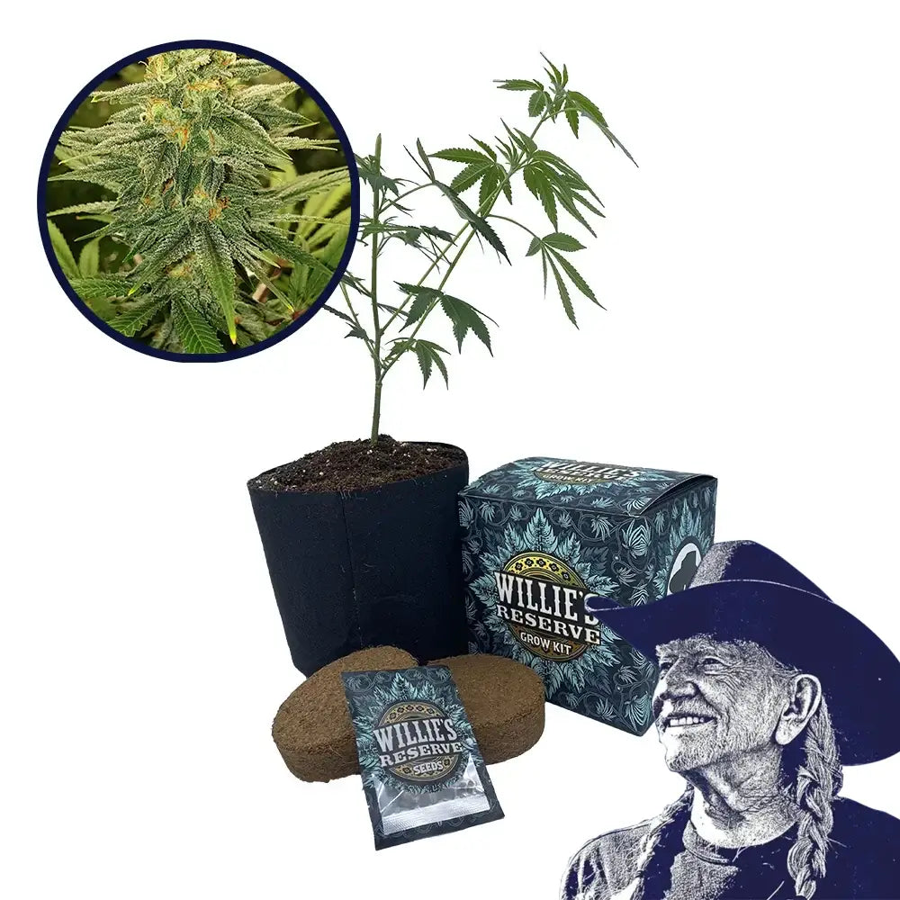 Gold Leaf Strain High Yield Grow Kit