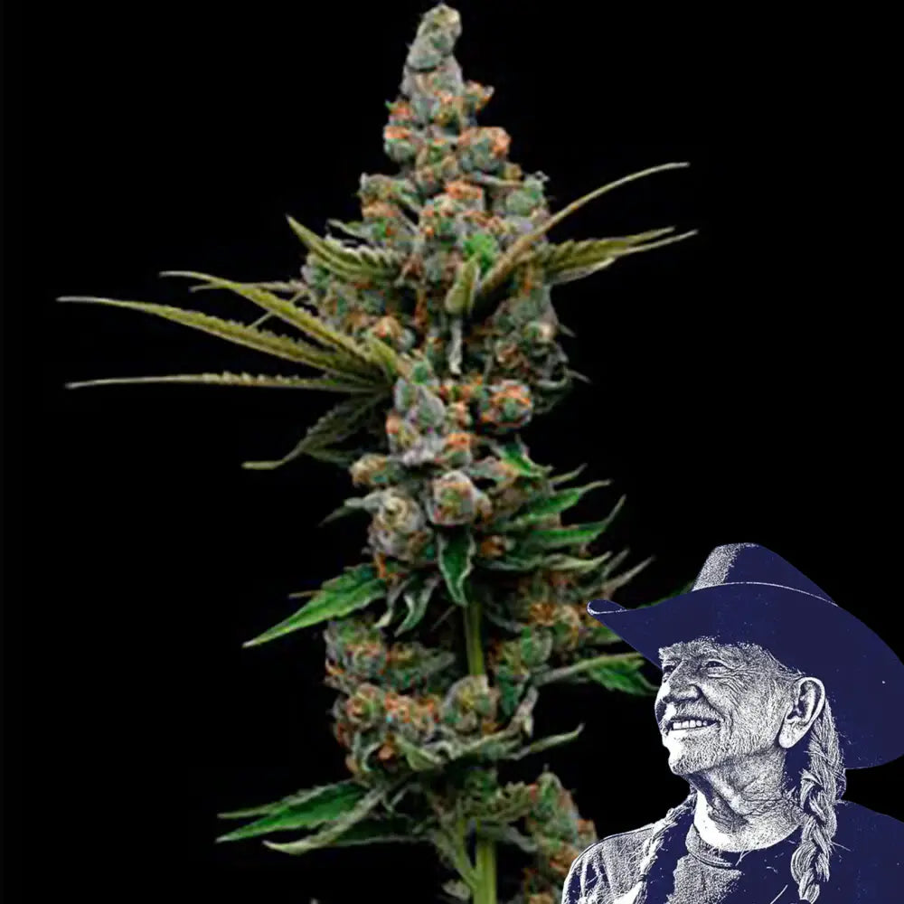 Golden Pineapple Auto