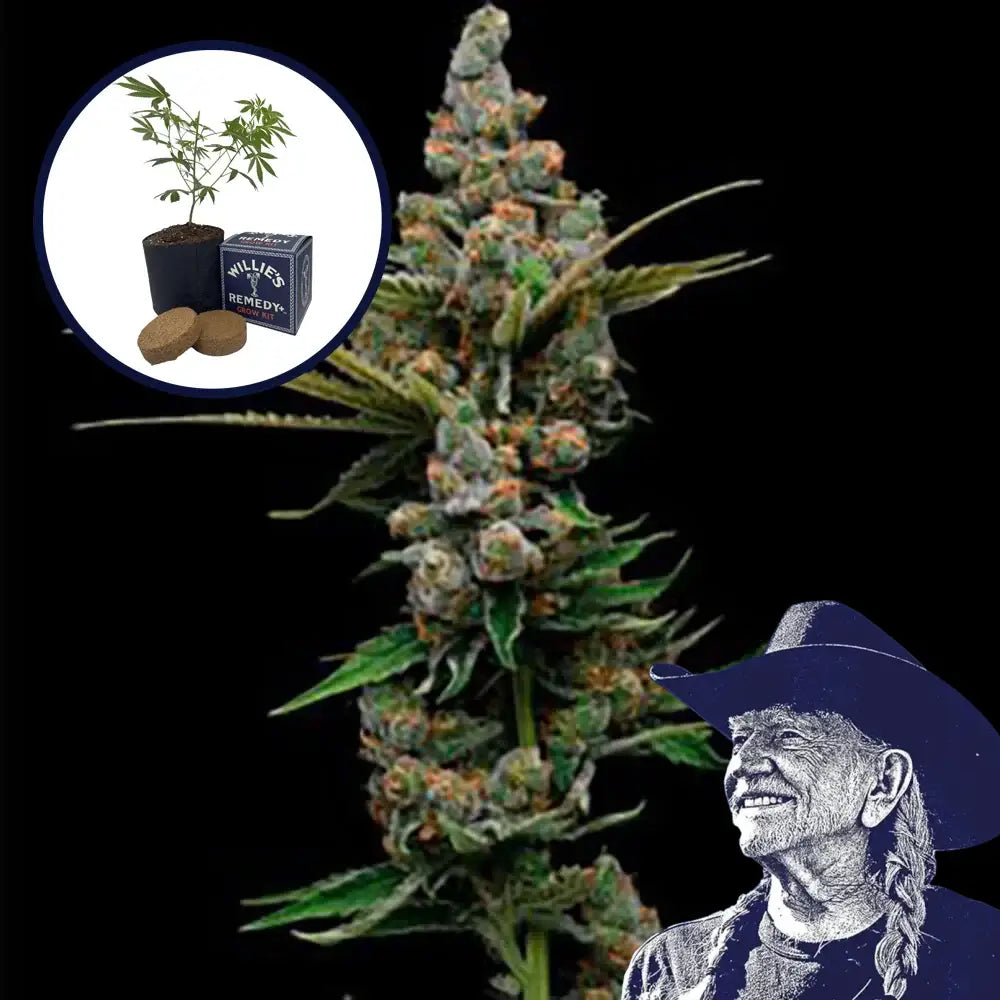 Golden Pineapple Grow Kit