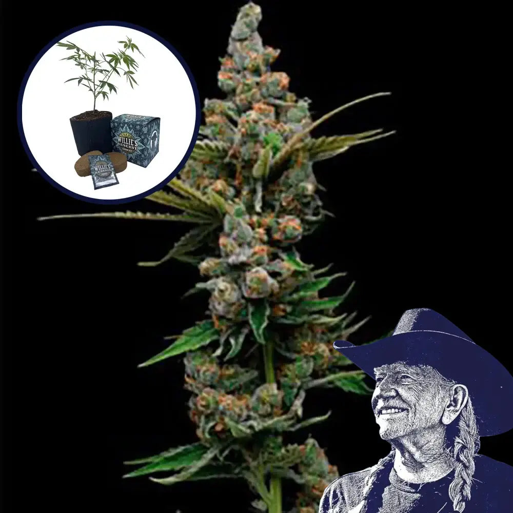 Golden Pineapple High Yield Grow Kit