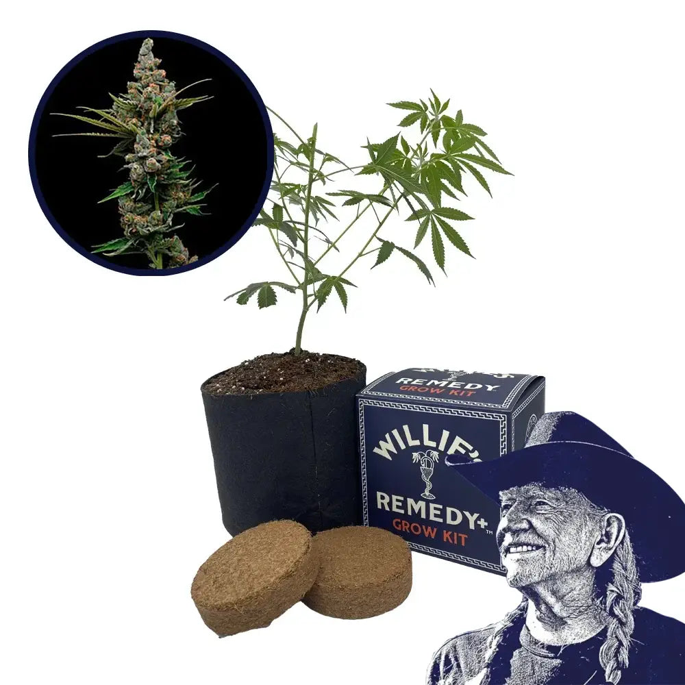 Golden Pineapple Strain Grow Kit