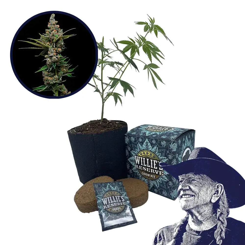Golden Pineapple Strain High Yield Grow Kit