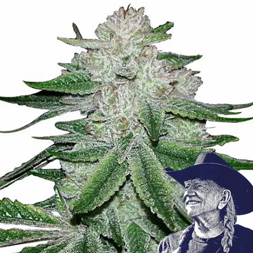 Gorilla Glue #5 Auto