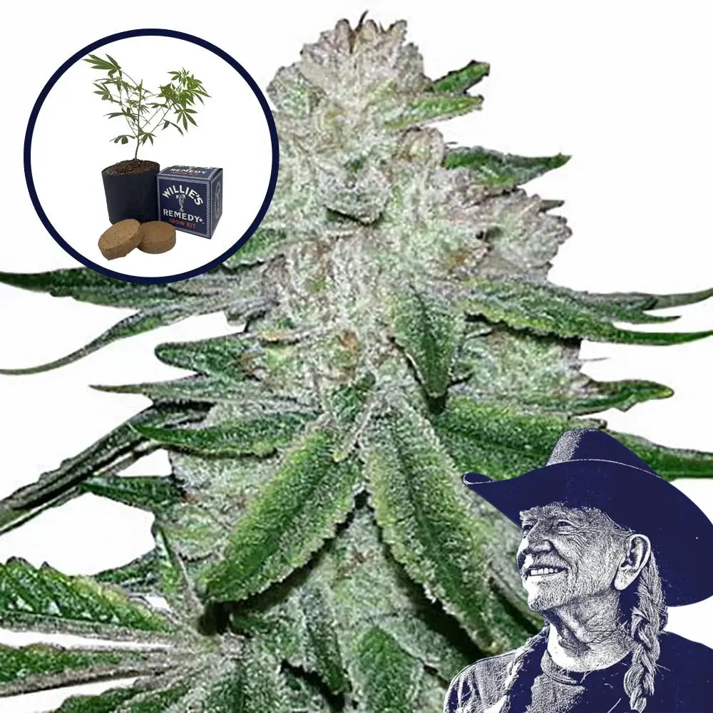 Gorilla Glue #5 Grow Kit