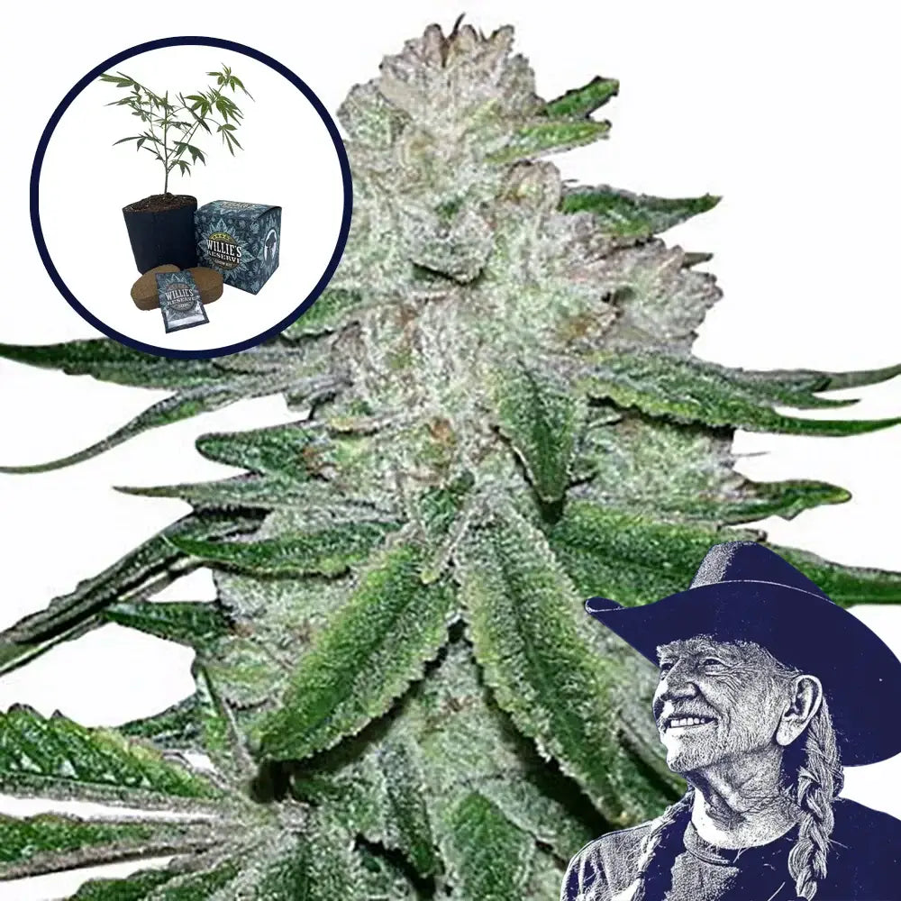 Gorilla Glue #5 High Yield Grow Kit