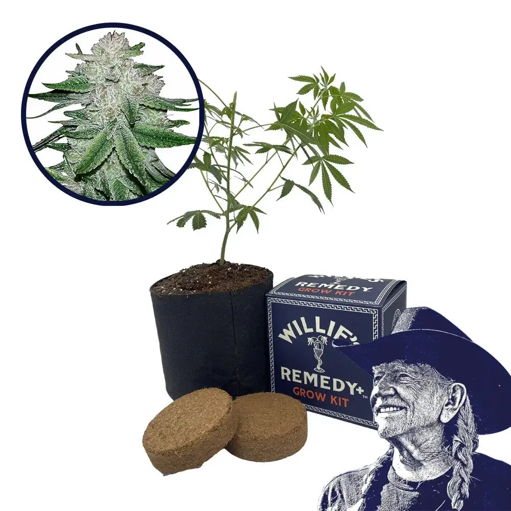 Gorilla Glue #5 Strain Grow Kit