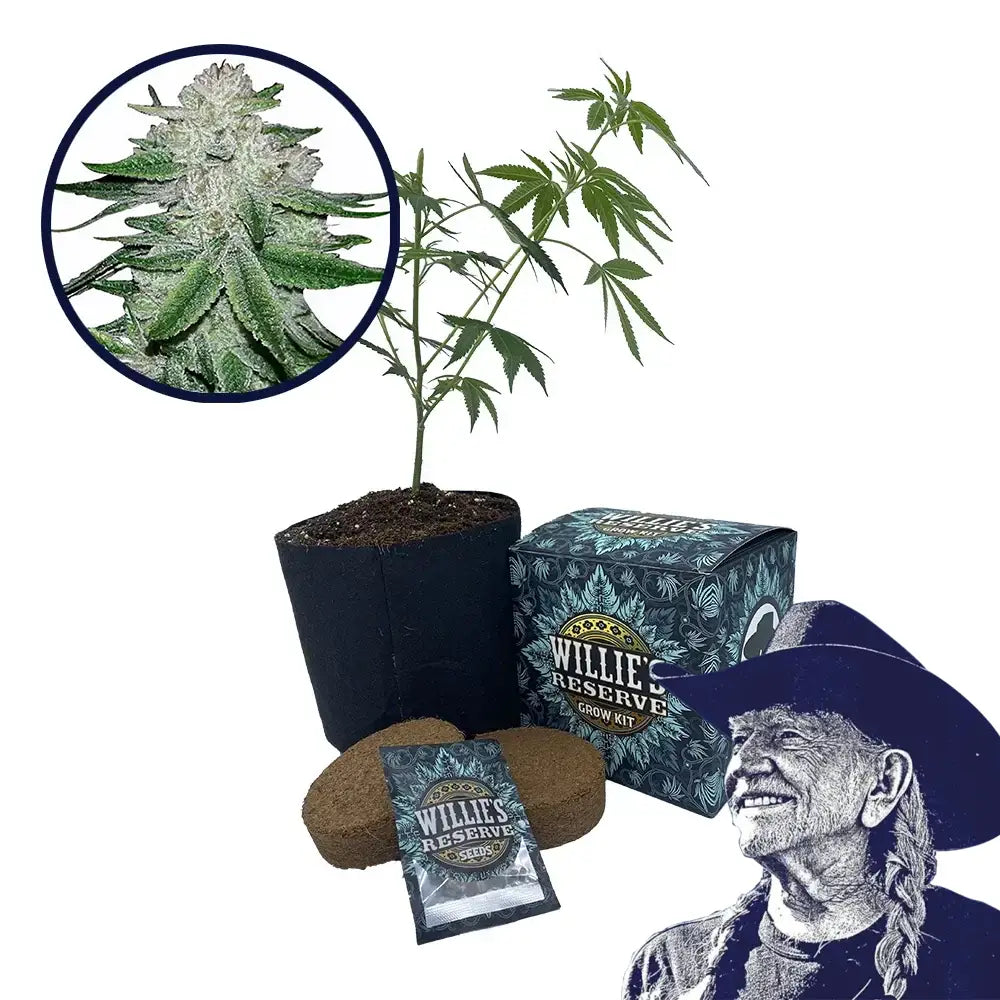Gorilla Glue #5 Strain High Yield Grow Kit