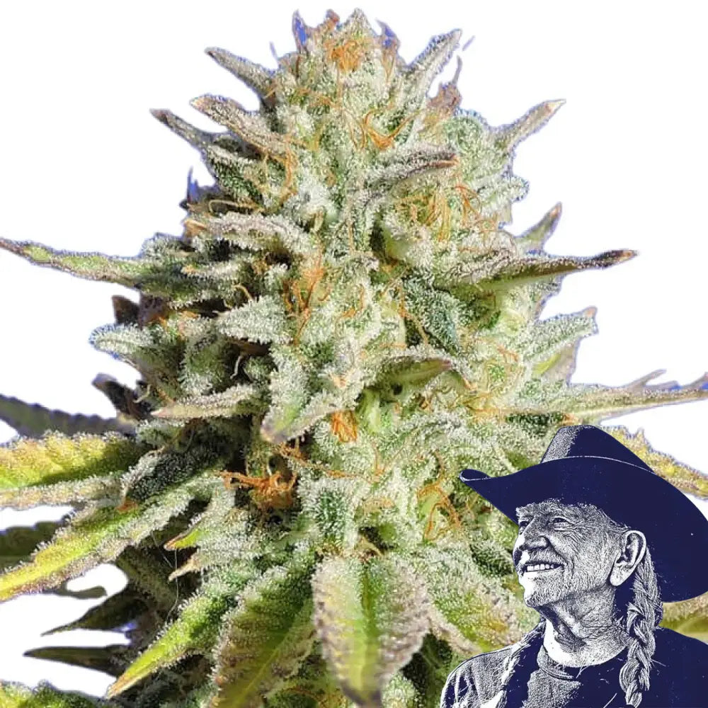 Gorilla Glue Auto