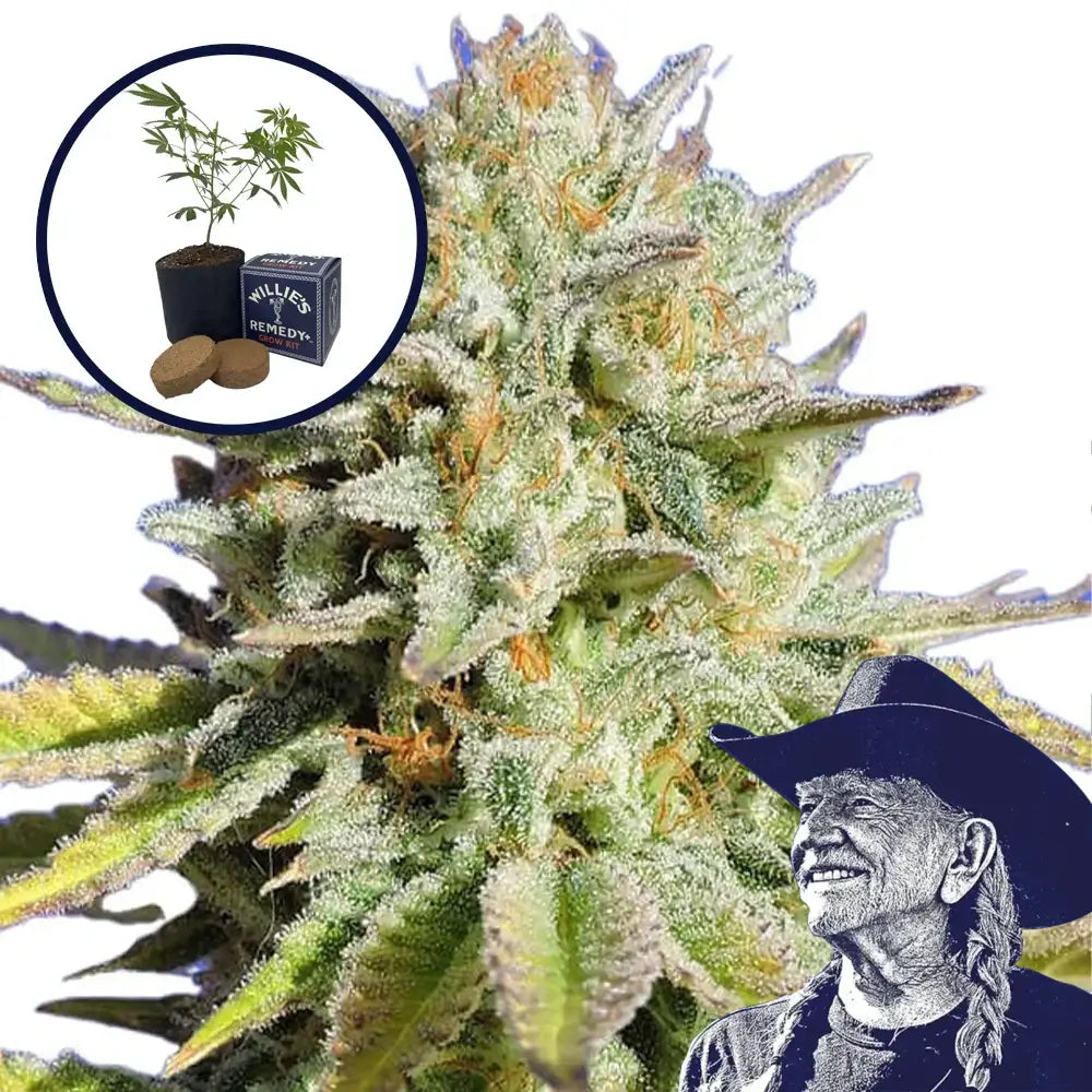 Gorilla Glue Grow Kit