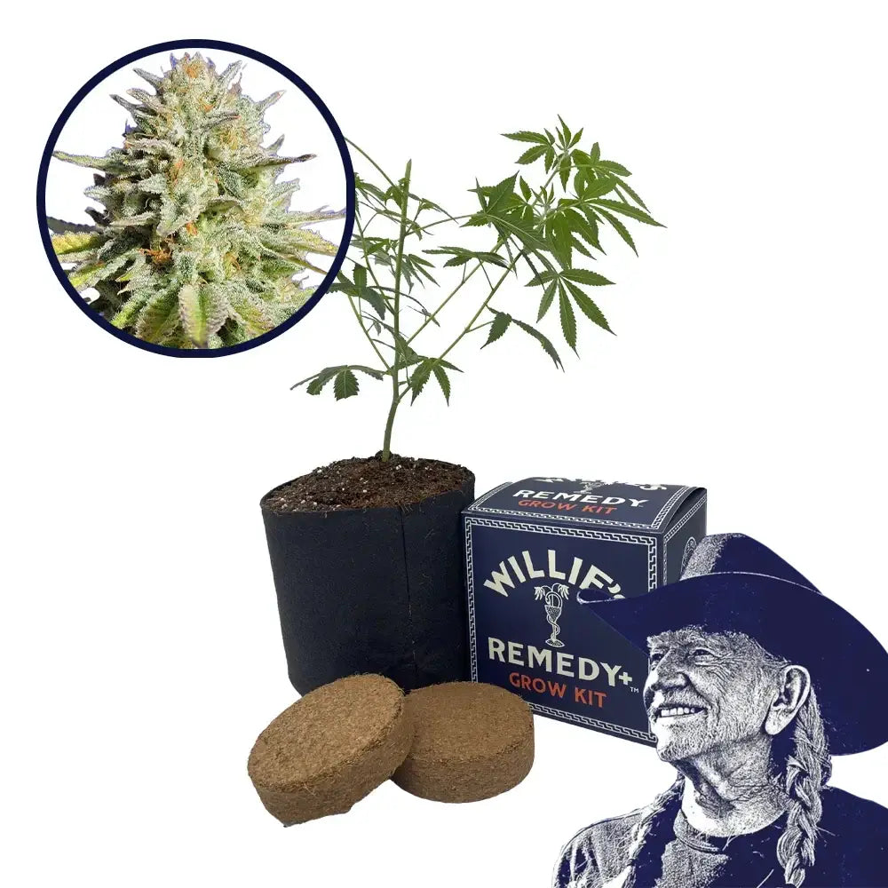 Gorilla Glue Strain Grow Kit