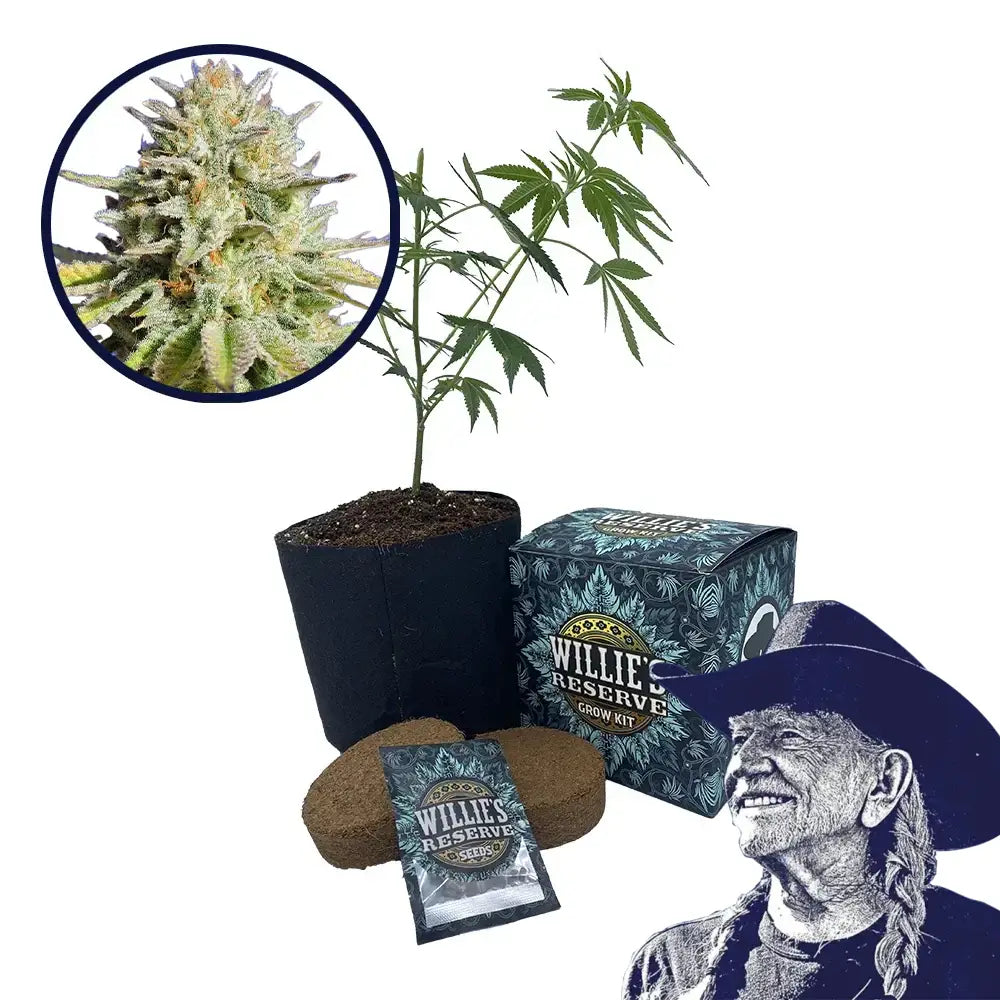 Gorilla Glue Strain High Yield Grow Kit