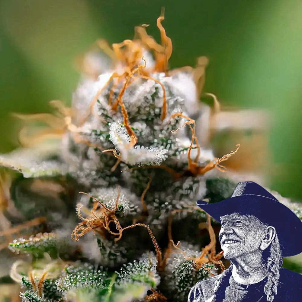 Gorilla Glue x Skywalker OG Platinum Line