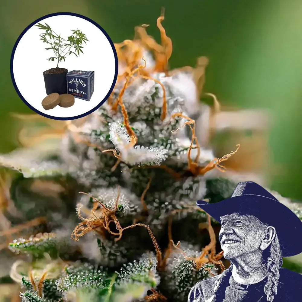 Gorilla Glue x Skywalker OG Platinum Line Grow Kit