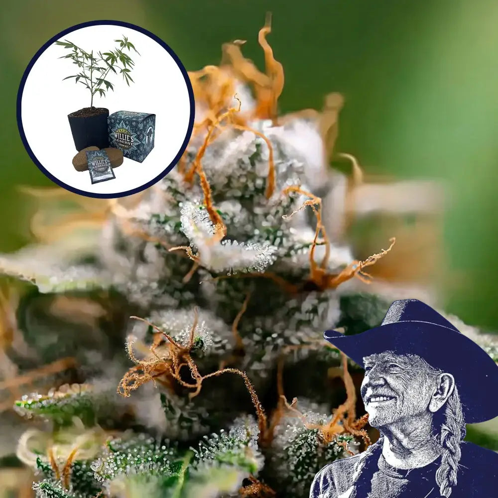 Gorilla Glue x Skywalker OG Platinum Line High Yield Grow Kit