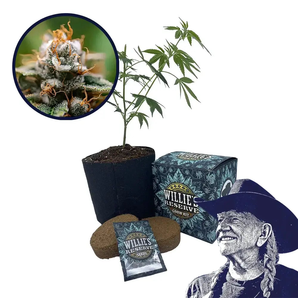 Gorilla Glue x Skywalker OG Platinum Line Strain High Yield Grow Kit