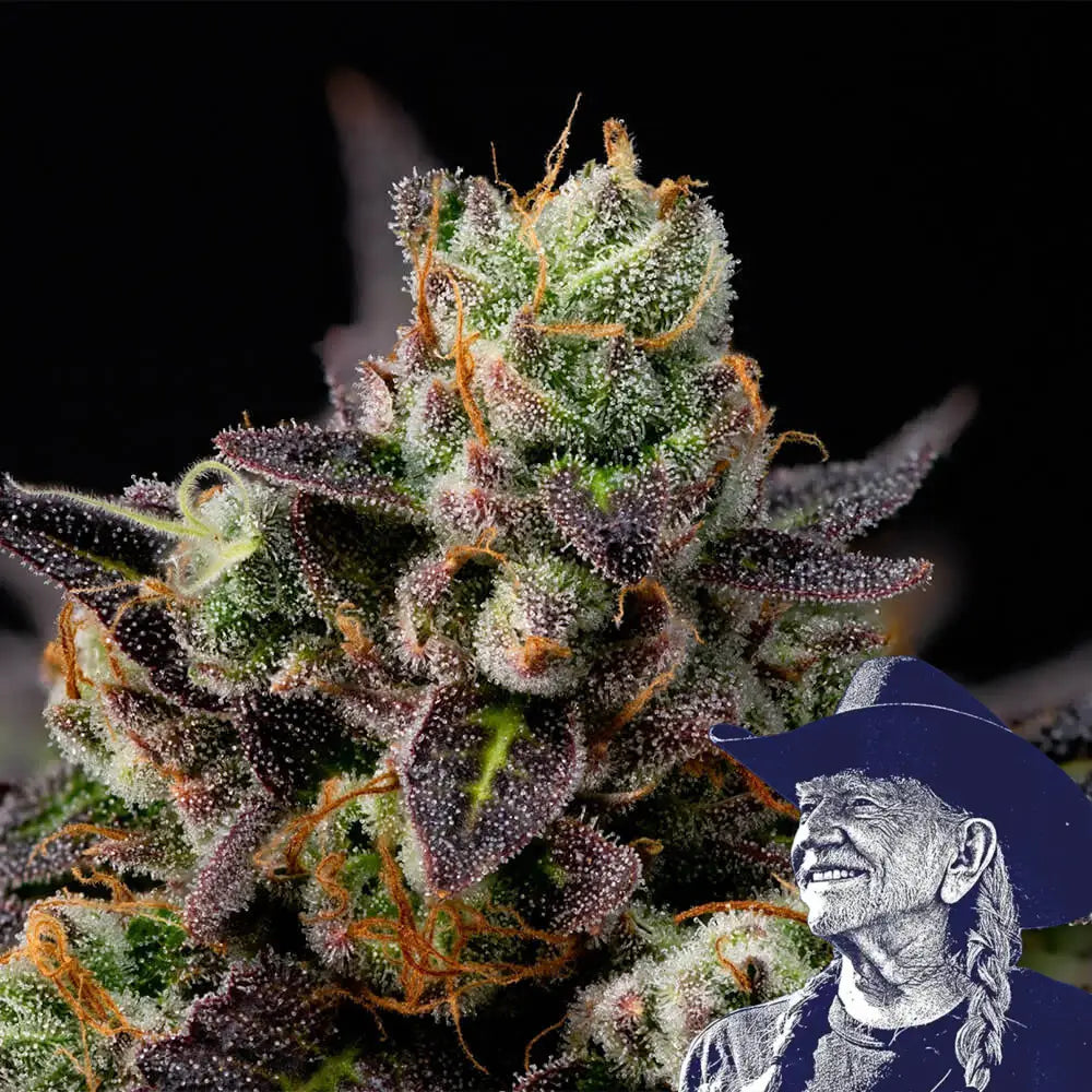 Granddaddy Purple Auto