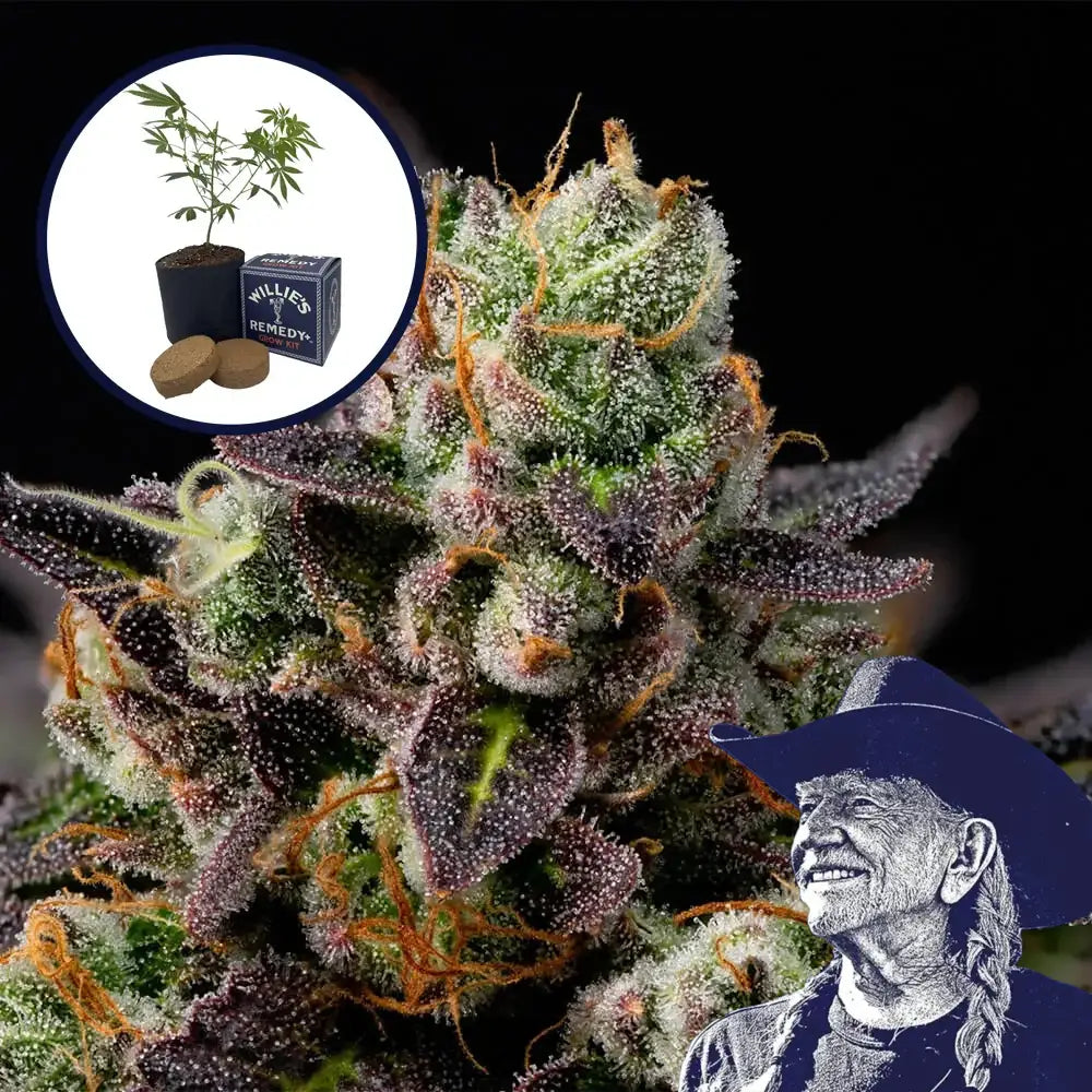 Granddaddy Purple Grow Kit