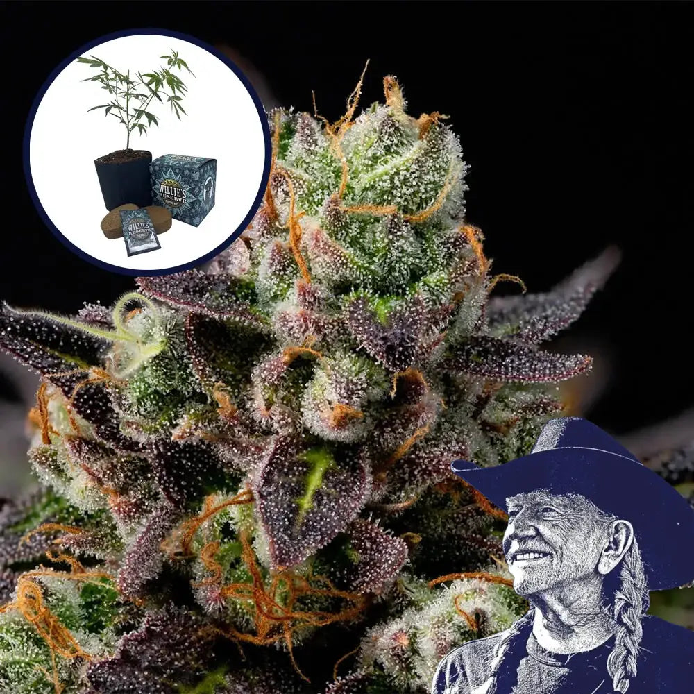Granddaddy Purple High Yield Grow Kit