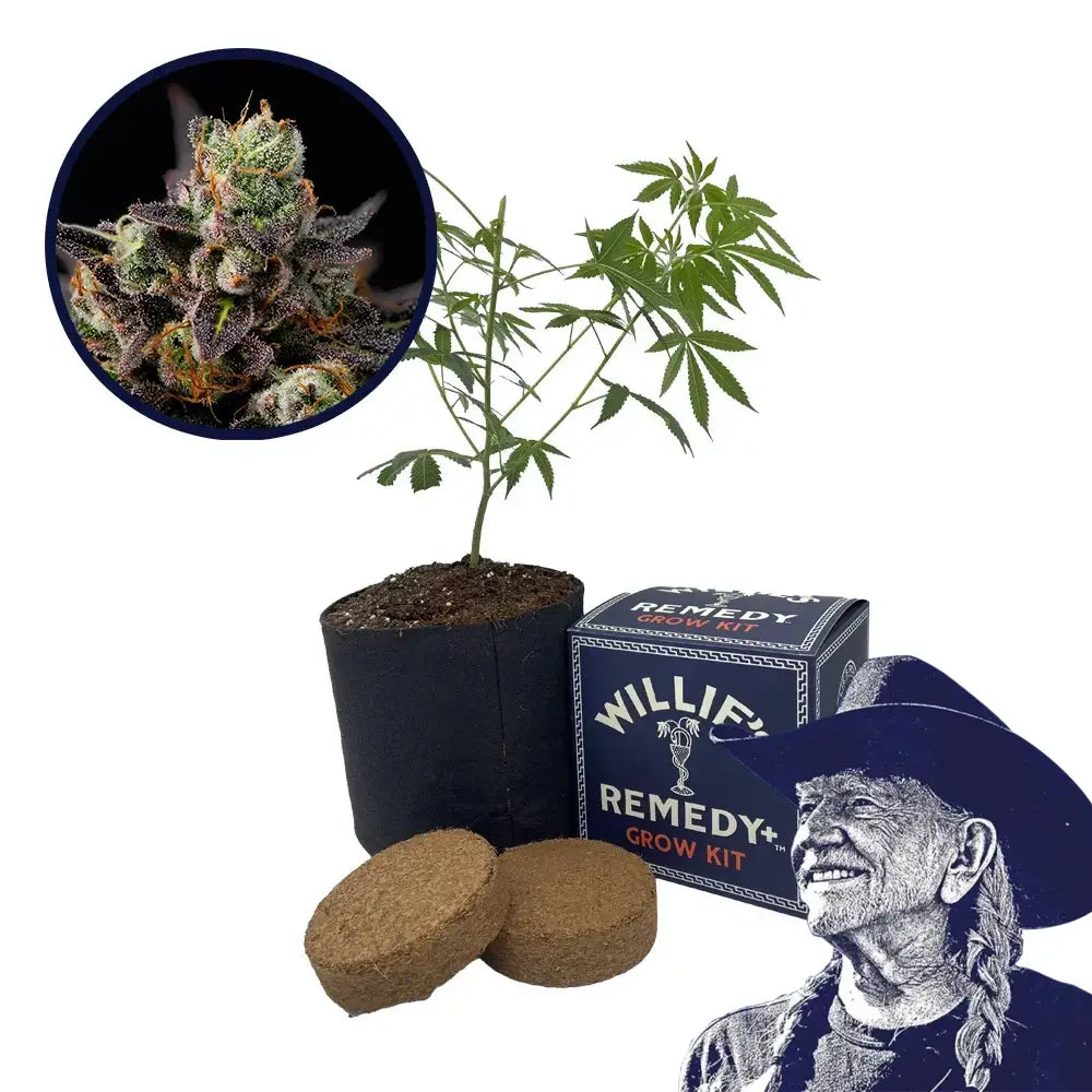Granddaddy Purple Strain Grow Kit