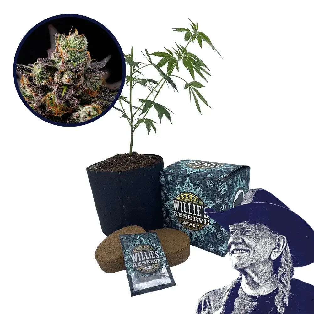 Granddaddy Purple Strain High Yield Grow Kit