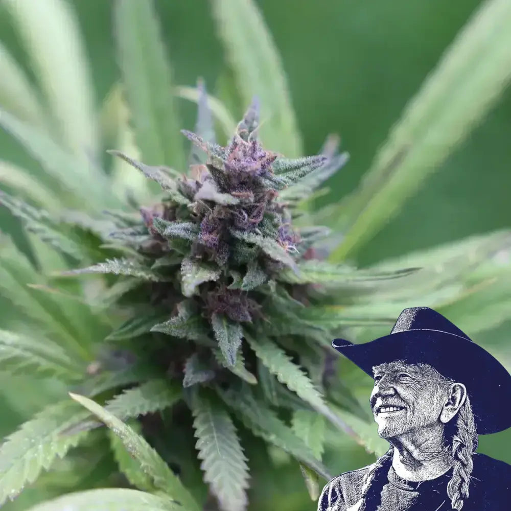 Grape Ape Auto