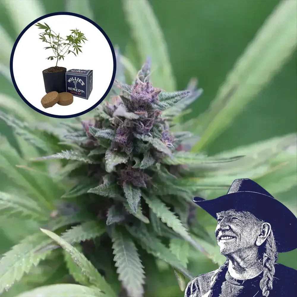 Grape Ape Grow Kit