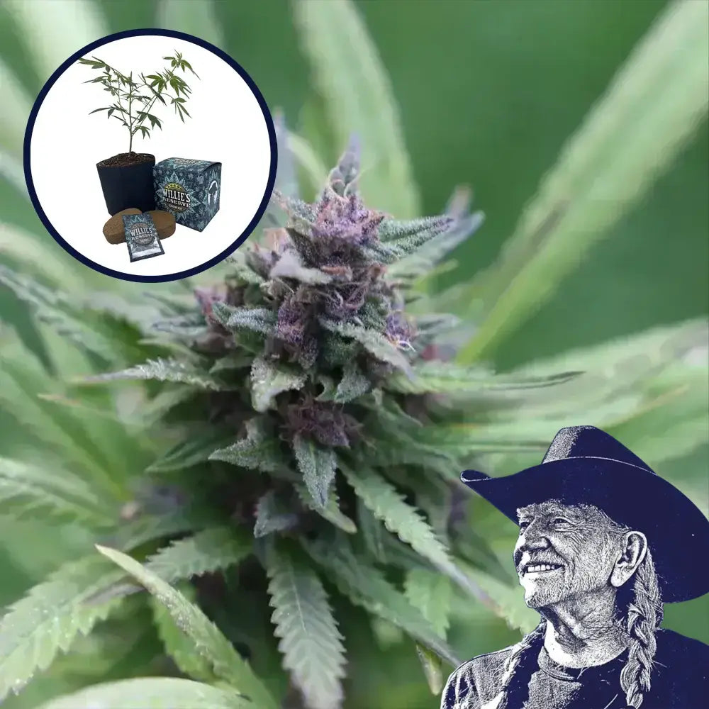 Grape Ape High Yield Grow Kit