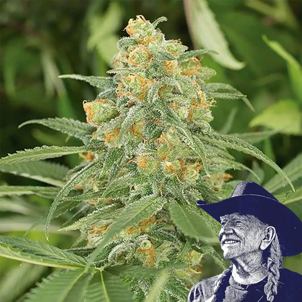 Green Crack Auto (THCA)